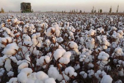Θεσσαλία: Στο 75% της παραγωγής αναμένεται να φτάσουν οι απώλειες στο βαμβάκι