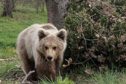 Καναδάς: Αρκούδα σκότωσε δύο ανθρώπους σε εθνικό πάρκο