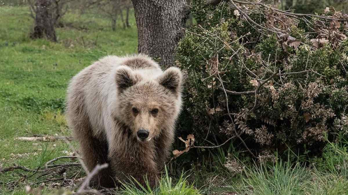 Καναδάς: Αρκούδα σκότωσε δύο ανθρώπους σε εθνικό πάρκο
