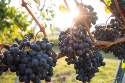 Η μεγαλύτερη μείωση στην παραγωγή οίνου εδώ και 62 χρόνια - Αύξηση των τιμών