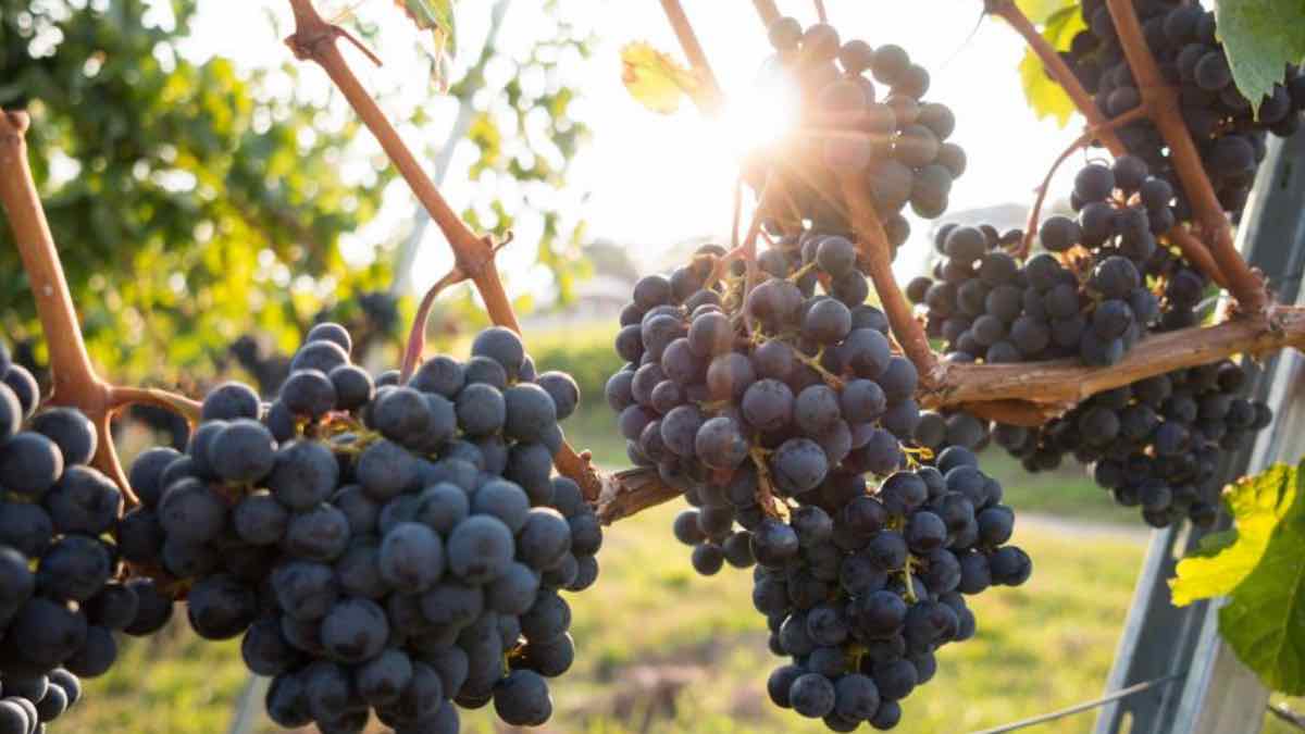 Η μεγαλύτερη μείωση στην παραγωγή οίνου εδώ και 62 χρόνια - Αύξηση των τιμών