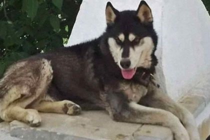 Αράχωβα: Ανατροπή στην υπόθεση θανάτου του «Όλιβερ» - Πληροφορίες πως κακοποιήθηκε από αγέλη σκύλων