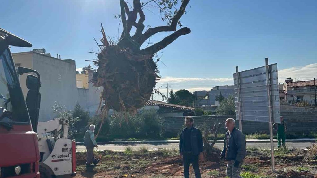 60 μεγάλα ελαιόδεντρα φύτεψε σε δύο πλατείες ο Δήμος Φυλής [Φωτό - Βίντεο]