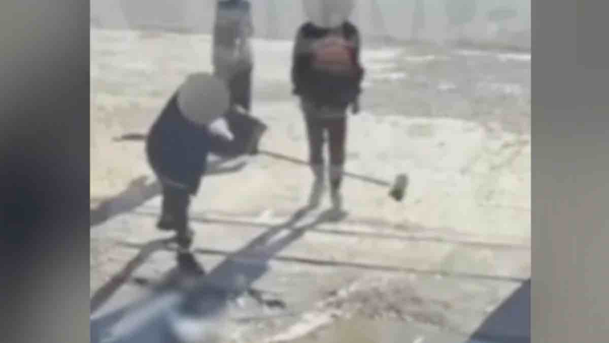 Δυτική Αττική: Ανήλικοι χτυπούν μέχρι θανάτου τραυματισμένο γλάρο στη μέση του δρόμου [ΒΙΝΤΕΟ]