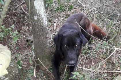 Μάνδρα: Διέσωσαν σκύλο που είχε πιαστεί σε συρματοθηλιά [ΦΩΤΟ]