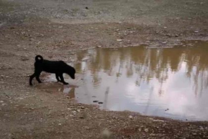 Παγκόσμια Ημέρα Αδέσποτων Ζώων: «Greek Animal Rescue» και «Τα φαντάσματα του Ασπρόπυργου» (video)