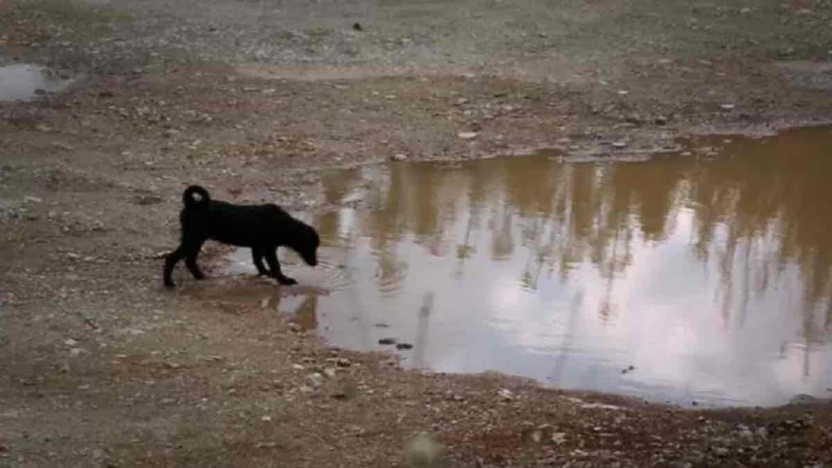 Παγκόσμια Ημέρα Αδέσποτων Ζώων: «Greek Animal Rescue» και «Τα φαντάσματα του Ασπρόπυργου» (video)