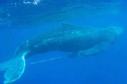 Φάλαινα «φυσητήρας» σε παραλία της Εύβοιας - Δείτε βίντεο