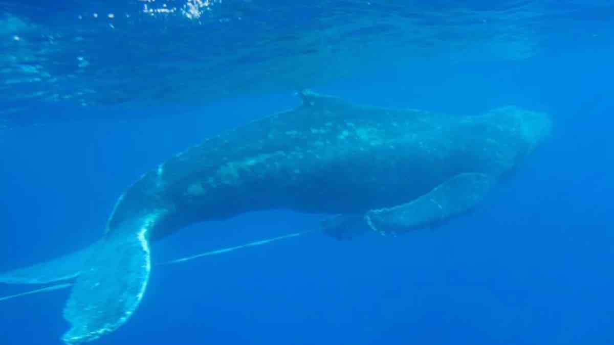 Φάλαινα «φυσητήρας» σε παραλία της Εύβοιας - Δείτε βίντεο