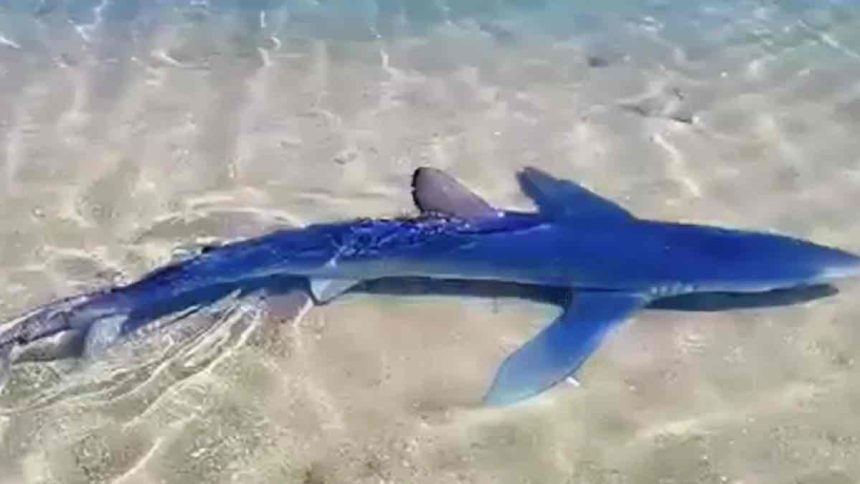Γλυφάδα: Καρχαρίας έκανε βόλτες στη μαρίνα-Δείτε βίντεο